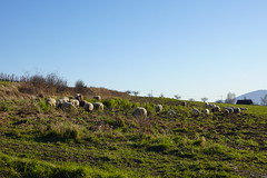 Sheep @ Loisin