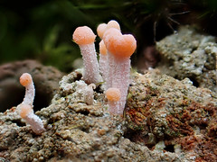 FUNGI FINDS:  Ruapekapaeka Fungi  14.06.2020