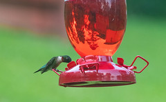 Hummingbirds 2020