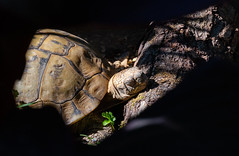 Schildkröte / Turtle