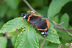 Warnham Butterfly Fields