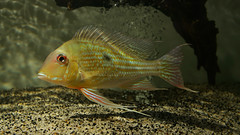 Geophagus abalios ,wild ,Colombia