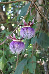Passiflora Carajás