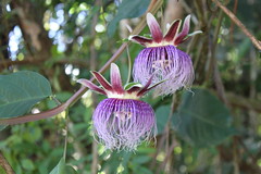 Carajás Passiflora