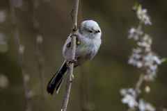 Longtailed tits