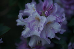 Rhododendron 2019