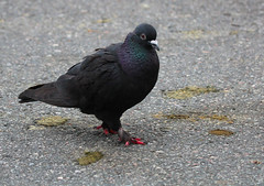 Duvor - Pigeons