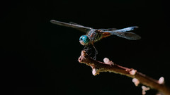 Dragonflies 2020