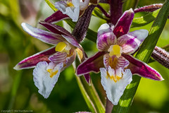 2020 Native British Orchids