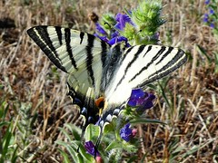 Flambé - Scarce Swallowtail