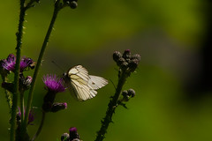 Butterflies, Schmetterlinge