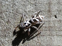 Saltique arlequin -       Zebra spider