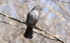 moqueur chat- gray catbird