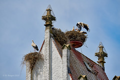 Störche/Storks