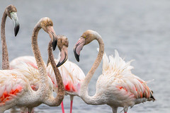 Birds: Flamingo