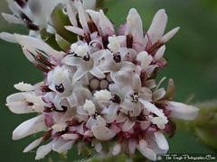 FLOWERS:  WINTER HELIOTROPE ( Petasites fragrans)