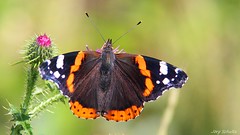 A-Z Schmetterlinge
