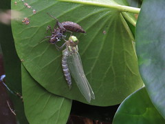 Libellen / dragonflies