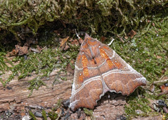 LEPIDOPTERA (British Moths)