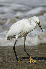An Egret at Venice Beach 063020
