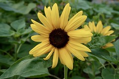 ‘We’re All Golden Sunflowers Inside’ - Allen Ginsberg 