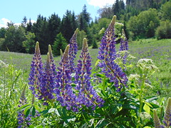 Góry Suche, meadows of lupines. Part 4.