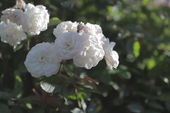 Rose Test Garden
