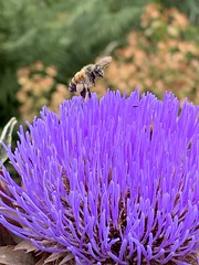 Bees flying over a thistle