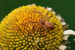 Araignées / Spiders