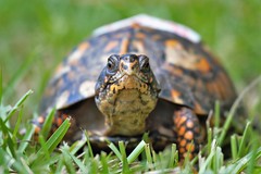 Peridot - Eastern Box Turtle