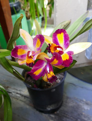 orchid hybrids i've bloomed #14 (full)