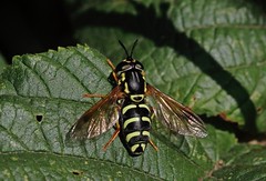 Hoverflies (UK)