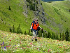 2020 July 21 - Cox Hill Summit Hike - Wildflowers abound