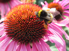 Busy bees at Kew Gardens, London
