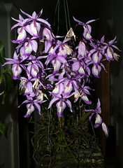 orchid species i've bloomed #20 (full)