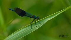 Libelules / Dragon fly