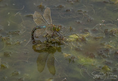 Female Emporer Dragonfly