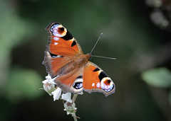 LEPIDOPTERA (British Butterflies)
