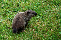 Groundhog day in the backyard