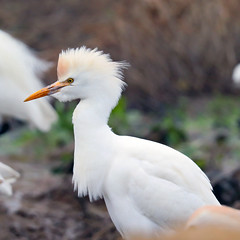 Garcilla bueyera (Bubulcus ibis) Cattle egret