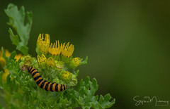 Moths & Caterpillar