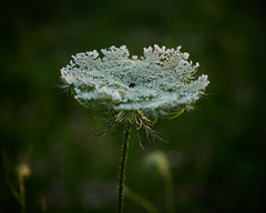 Queen Anne's Lace, 2020