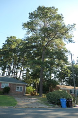 Tree Removal July 2020