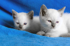 Pushie Kittens 07.26.20
