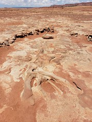Dinosaur tracks near Tuba City, AZ