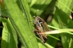 Grasshoppers (Acridoidea) & Crickets (Grylloidea)