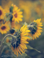 Oxfordshire Sunflowers