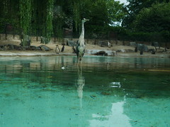 London Zoo (Lumix GX80 29.07.2020).
