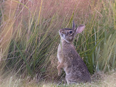 Wild hares/rabbits