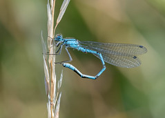 ODONATA (Dragonflies)